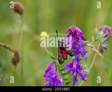 Eine sechs-Punkt-burnett-Motte (Zygaena filipendulae), die sich an einem schönen getufteten Vetch (Vicia cracca) ernährt, der auch als Katzenerbsen, Kuhvetch, Finger und Daumen bekannt ist Stockfoto