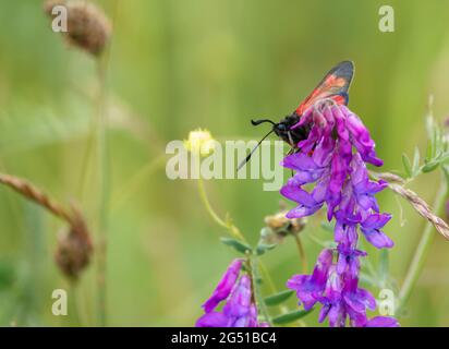 Eine sechs-Punkt-burnett-Motte (Zygaena filipendulae), die sich an einem schönen getufteten Vetch (Vicia cracca) ernährt, der auch als Katzenerbsen, Kuhvetch, Finger und Daumen bekannt ist Stockfoto