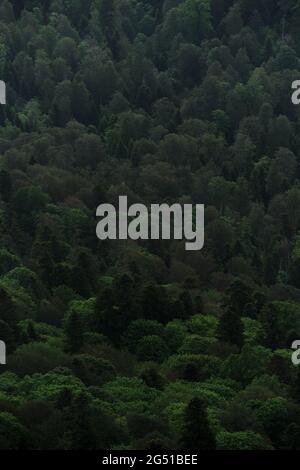 Schöner Bildschirmschoner von Nadelwäldern und Laubwäldern in den Kaukasus-Bergen. Nationalpark und seine Natur, frische Luft und das Gefühl der Freiheit. Grünes d Stockfoto