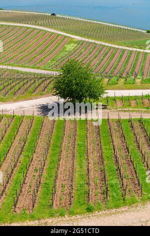 Weingärten von der Niederwald-Gedenkstätte aus gesehen, Rüdesheim, berühmtes Weindorf in der Rheingauer Landschaft am Rhein, Hessen, Deutschland, Europa Stockfoto