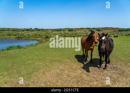 Nordseeinsel Langeoog, Frühsommer, Dünenlandschaft im Inselinneren, Pferdekoppel, Niedersachsen, Deutschland, Stockfoto