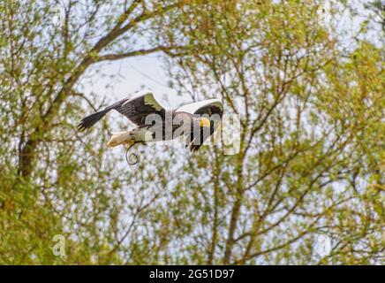 Stellers Sea Eagle Greifvögel im Flug Stockfoto