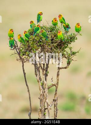 Gruppe von Fischern, die auf einem Baum stehen, Serengeti-Nationalpark, Tansania, Afrika Stockfoto