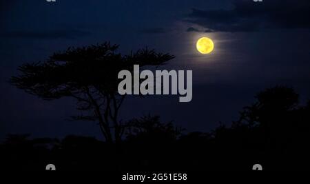 Vollmond über der Silhouette eines Regenschirmdorns (Acacia tortilis Unterart heteracantha) in der Nacht, Ngorongoro Conservation Area, Tansania, Afrika Stockfoto