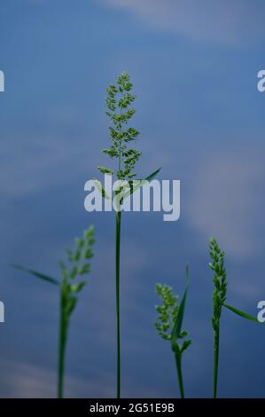 Elegante und bunte Grashalme im Sommer an der Wasseroberfläche mit Reflexen des Abendhimmels Stockfoto