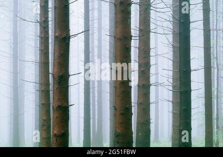 Landschaft mit Nebelwald, Schwarzwald, Bayern, Deutschland Stockfoto