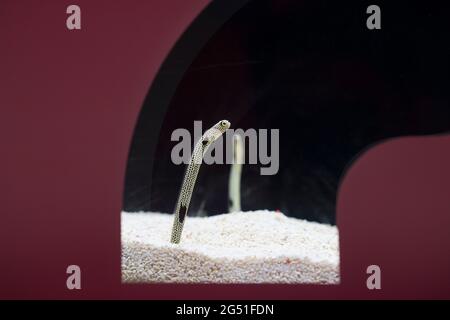 Gartenaale im Aquarium von Osaka in Japan Stockfoto