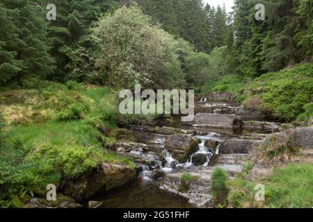 Der Fluss Severn im Hafren Forest, ein paar Meilen von seiner Quelle in den Bergen von Wales, Großbritannien Stockfoto