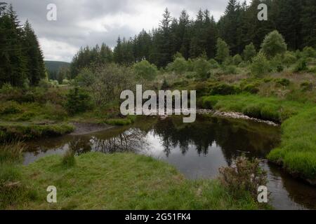 Der Fluss Severn, der längste Fluss Großbritanniens, im Hafren Forest, Powys, Wales, Großbritannien Stockfoto