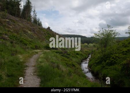 Der Wye Valley Way im Hafren Forest, Powys, Wales, Großbritannien Stockfoto