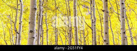 Panorama von Espenwald in höchster Herbstschönheit mit goldgelben Blättern in Flagstaff, Arizona. Espen wechselnde Blätter in der Hintergrundbeleuchtung. Stockfoto