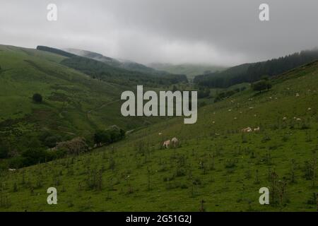 Düsterer Tag in den Cambrian Mountains in der Nähe von Llangurig, Powys, Wales, Großbritannien Stockfoto