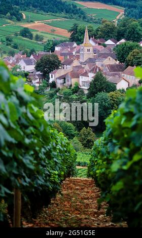 Dorf und Weinberge, Pernand-Vergelesses, Cote de Beaune, Burgund, Frankreich Stockfoto