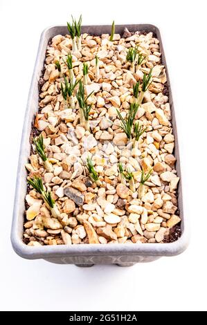 Crocus-Triebe von oben gesehen, die in einem Blumentrog oder Blumentopf durch dekorativen Stein kommen Stockfoto