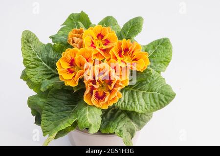 Nahaufnahme von primula Marietta mit einer Rosette aus Blättern Blüht eine Bi-Farbe F1 Polyanthus, die ein gelbes ist Und rot Frühling blühenden winterhart ausdauernd Stockfoto