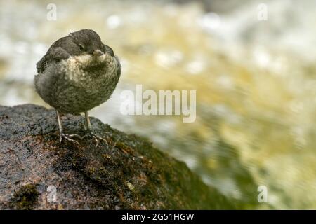 Der junge Dipper (Cinclus cinclus) steht auf dem Stein im Fluss und wartet darauf, dass ein ausgewachsener Vogel Nahrung bringt Stockfoto