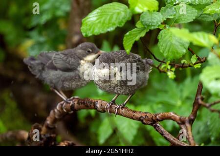 Zwei junge Dippers, Cinclus cinclus, stehen auf einem Ast und warten auf Nahrung von den erwachsenen Vögeln Stockfoto