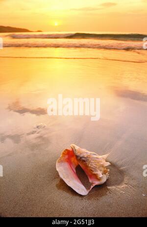 Muschel am Strand bei Sonnenuntergang, Phuket, Thailand Stockfoto