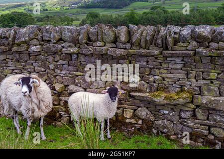 Swaledale Mutterschafe mit ihrem Lamm im Frühjahr vor einer schönen Trockensteinmauer, Upper Teesdale, County Durham, England Stockfoto