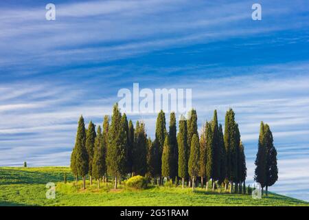 Gruppe von Zypressen auf grünen Hügeln, Val d Orcia, Toskana, Italien Stockfoto