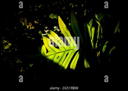 Grünes Palmenblatt im dunklen Wald Stockfoto