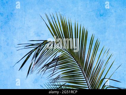 Foto von Palmblättern an der blauen Wand Stockfoto