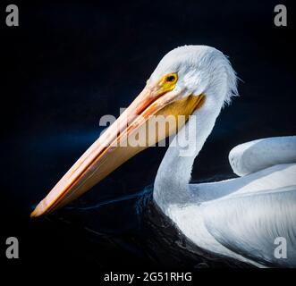 Kopfschuss eines Pelikans, der im See auf dem Wasser schwimmt Stockfoto