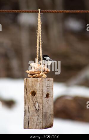 Vogel auf Vogelfutterhäuschen Stockfoto