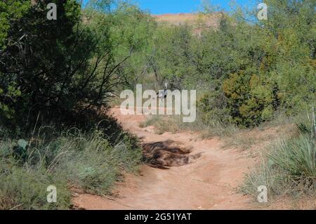 Wilder Truthahn auf einem morgendlichen Spaziergang entlang des Palo Duro Canyon Trail Stockfoto