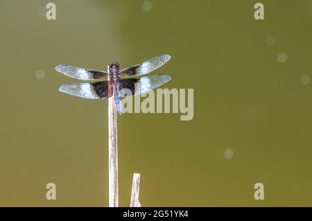 Männliche Witwe Skimmer von Pond in Bucks Co., PA USA Stockfoto