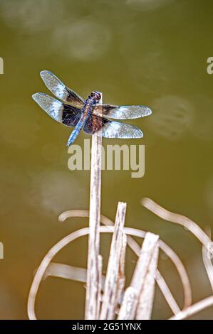 Männliche Witwe Skimmer von Pond in Bucks Co., PA USA Stockfoto