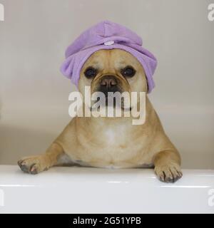Franzose mit Turban-Handtucheinband in der Badewanne. Stockfoto