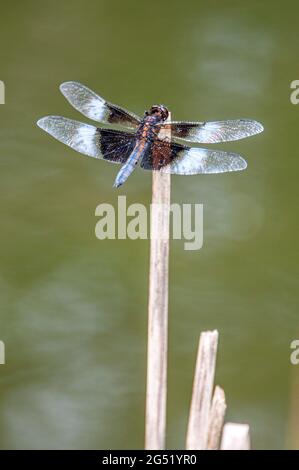 Männliche Witwe Skimmer von Pond in Bucks Co., PA USA Stockfoto