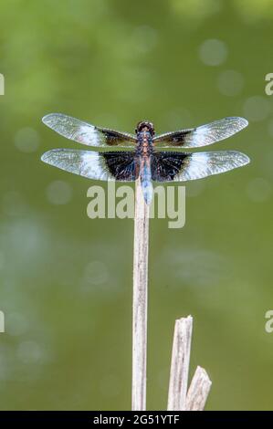 Männliche Witwe Skimmer von Pond in Bucks Co., PA USA Stockfoto