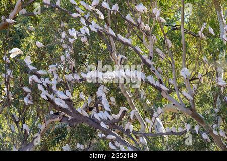 Große Herde kleiner Corellas in Far Western Queensland. Stockfoto