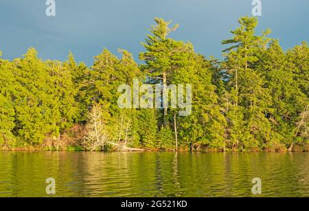 Abendsonne auf dem North Woods Lakeshore am Crooked Lake in der Sylvania Wilderness in Michigan Stockfoto