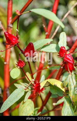 Wachsende Roselle (Hibiscus sabdariffa) mit Früchten. Bali, Indonesien. Stockfoto