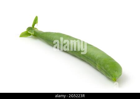 Isolierte Hülse junger Erbsen aus der Nähe auf weißem Hintergrund Stockfoto
