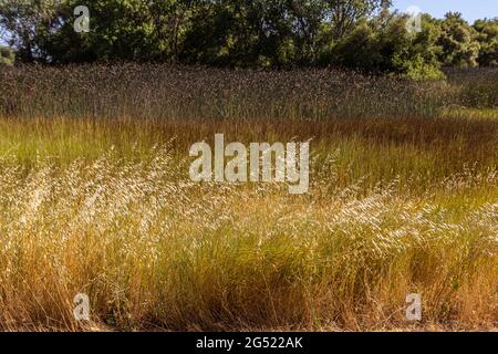 Schichten und dezente Farben von Gräsern und Schilf, die im San Luis National Wildlife Refuge im Central Valley von Kalifornien, USA, wachsen Stockfoto