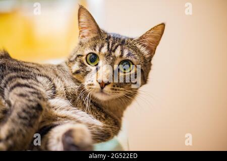 Nahaufnahme einer niedlichen Katze in Nevada Stockfoto