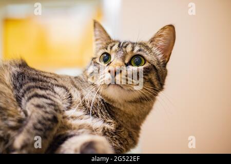 Nahaufnahme einer niedlichen Katze in Nevada Stockfoto