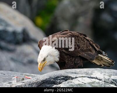 Weißkopfseeadler, Haliaeetus leucocephalus, der Fisch in der Innenpassage von Southeast Alaska, USA, isst Stockfoto