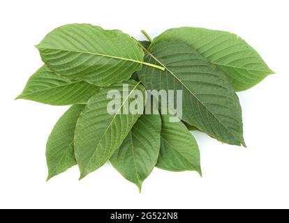 Mitragyna speciosa, Kratom-Blätter isoliert auf weißem Hintergrund Stockfoto