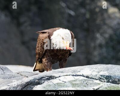 Weißkopfseeadler, Haliaeetus leucocephalus, der Fisch in der Innenpassage von Southeast Alaska, USA, isst Stockfoto