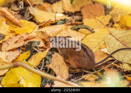 Die gestreifte Feldmaus, apodemus agrarius, sitzt im Herbstwald zwischen gelben Blättern. Die Natur des Herbstwaldes. Stockfoto