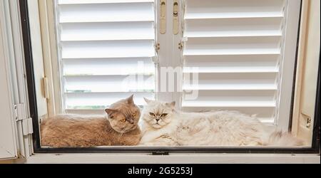 Auf dem Fenster sitzen die britische Kurzhaarkatze und die weiße britische Langhaarkatze Stockfoto