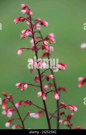 Blüte der Heuchera sanguinea Korallenglocken, Heuchera Venus (Korallenglocken) Stockfoto