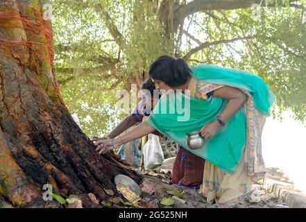 Indische Frauen verehren den Baum, nachdem sie ihn mit einem roten Faden gebunden und segnet haben, während sie am jahrhundertealten Ritual des Betens des Peepalbaums teilnehmen. Stockfoto