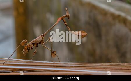 Wandering Violin Mantis oder Indian Rose Mantis aka Gongylus gongylodes, stehende Mahnwache, getarnt mit isoliertem Hintergrund und Beobachtung der Umgebung Stockfoto