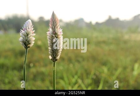 Erstaunliches Nahaufnahme-Foto von Celosia argentea var. spicata (aka Wheat Celosia oder Celosia Spicata), das in ländlichen Feldern mit Bokeh-Hintergrund blüht. Stockfoto